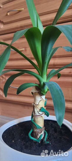 Пальма юкка