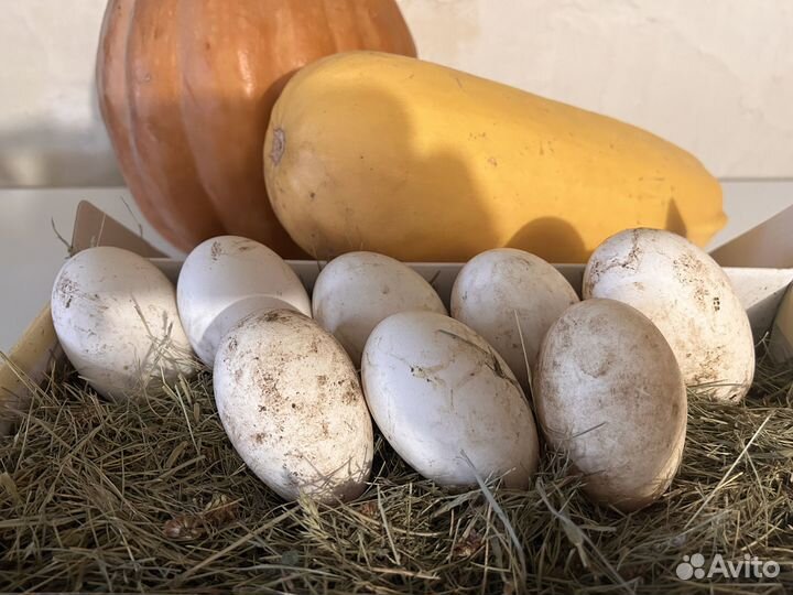 Соберу яйца для инкубации