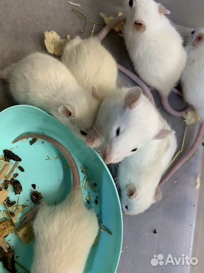 Декоративная крыса