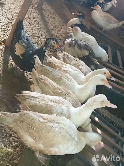 Утки мускусные на племя