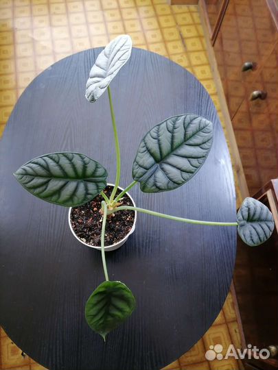 Диффенбахии, алоказия, филодендроны