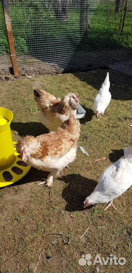 Домашние куриные яйца