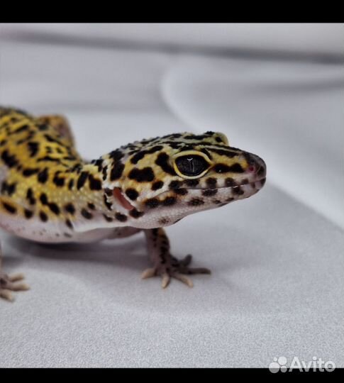 Эублефар MS Cross Black night