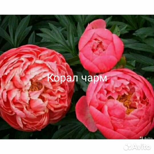 Пион Корал чарм. Бронь на осень