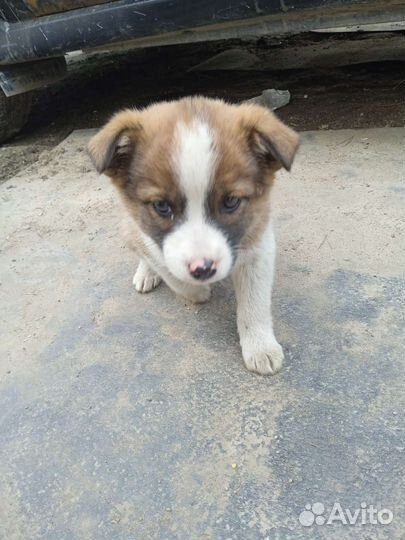 Одам в добрые руки щенка