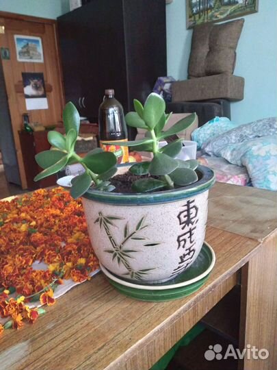 Кактусы и суккуленты