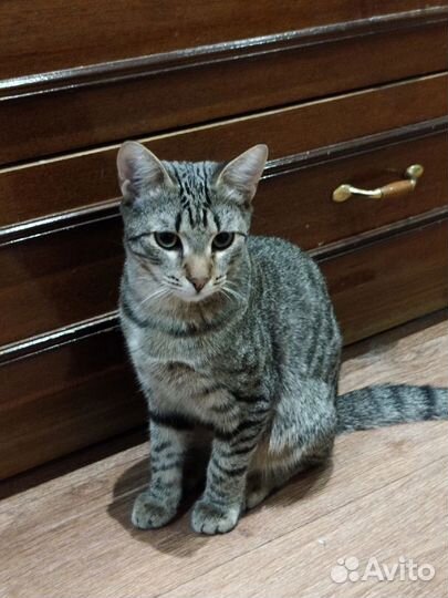 Котик- шпротик