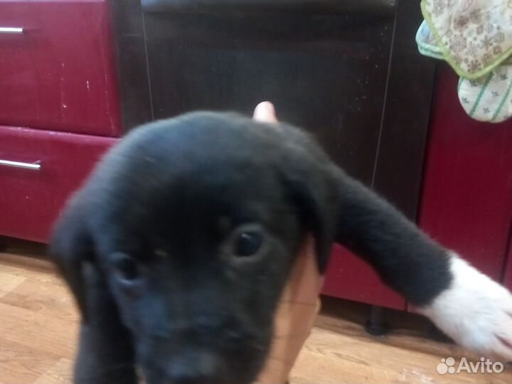 Щенки лабрадора