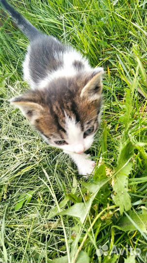 Мальчик 1,5 месяца