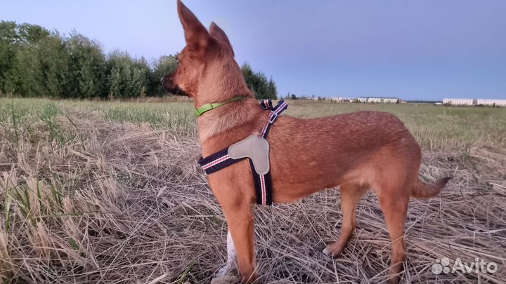 Собака в добрые руки отдам бесплатно