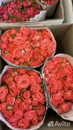 Розы оптом