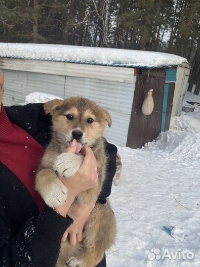 Отдам щенят в добрые руки