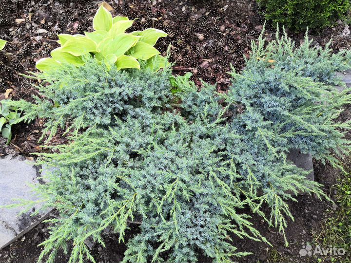 Можевельник голубой саженец