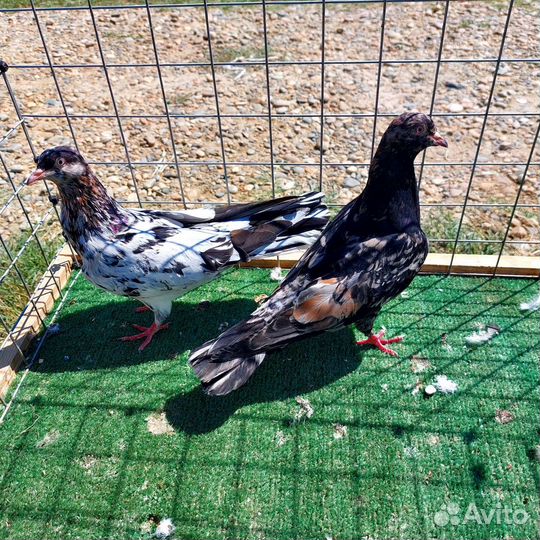Продам голубей