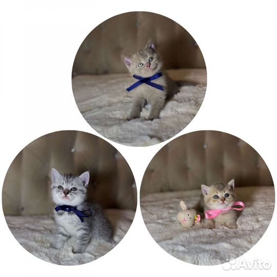 Британские котята