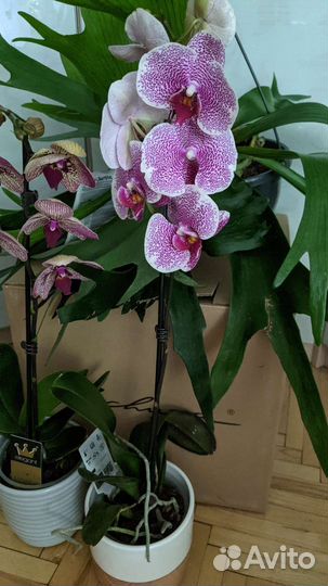 Орхидея фаленопсис Леопард