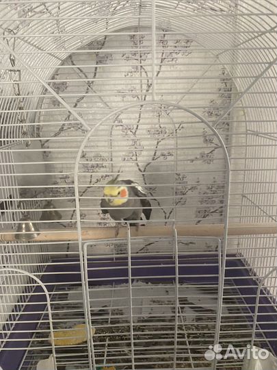 Попугай корелла мальчик