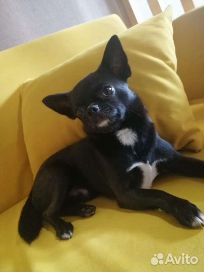 Вязка кобель чихуахуа