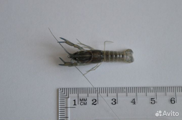 Австралийский красноклешневый рак