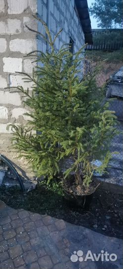 Ёлка живая в горшке с корнями