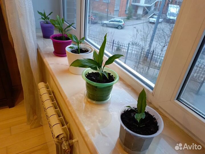 Спатифиллум