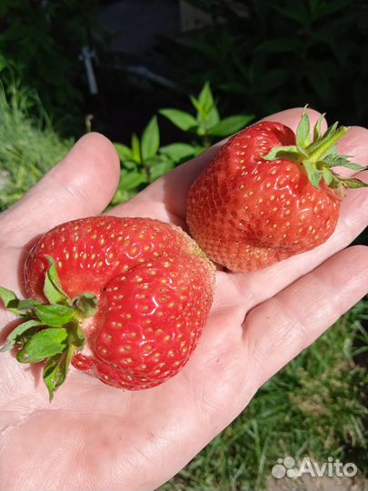 Саженцы клубники