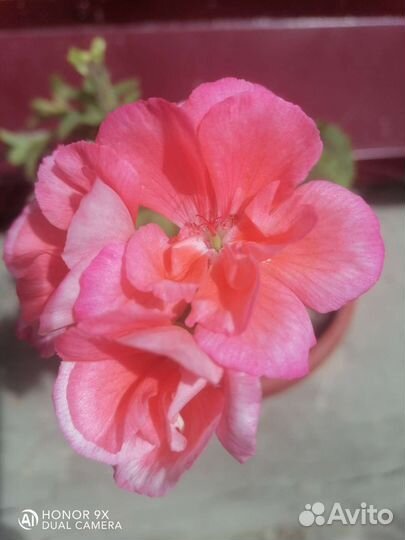 Пеларгония герань