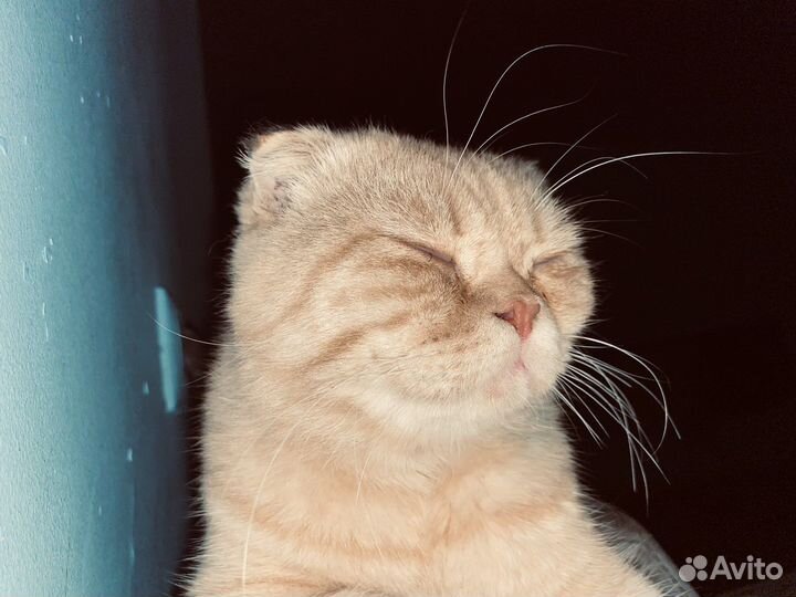 Шатланский вислоухий кот