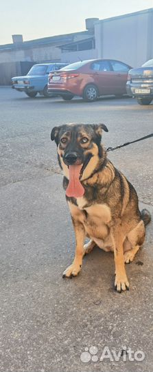 Собака в добрые руки