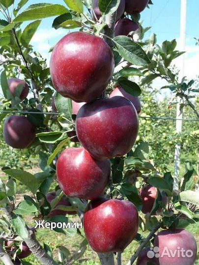 Саженцы яблони