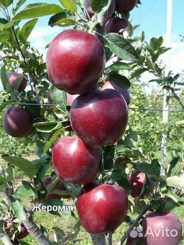 Саженцы яблони