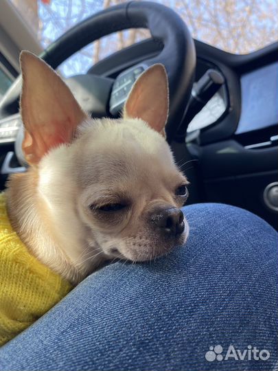 Вязка Чихуахуа