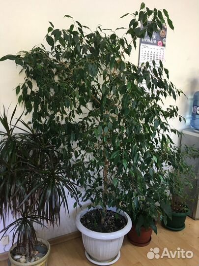 Фикус бенджамина большой