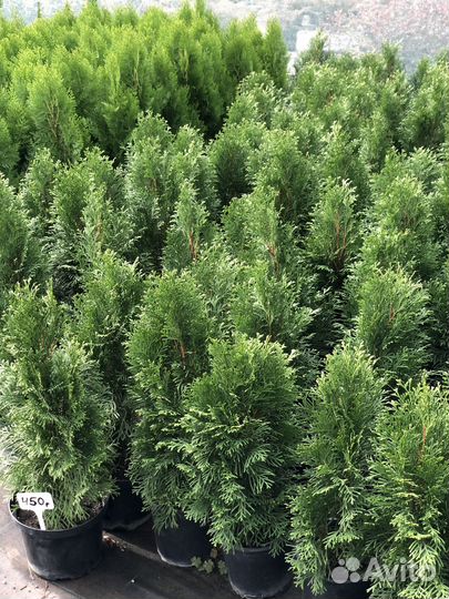 Туя западная Смарагд 'Smaragd'