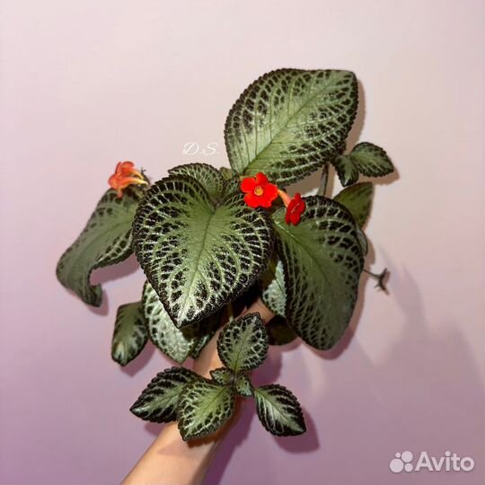 Комнатные растения