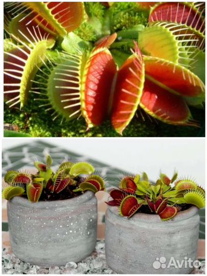 Венерина Мухоловка Dionaea Muscipula семена