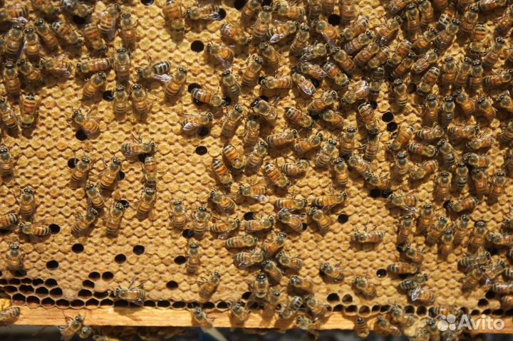 Продам пчелосемьи пчелопакеты