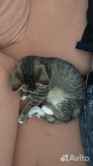 Нашли котенка, ищем хозяев