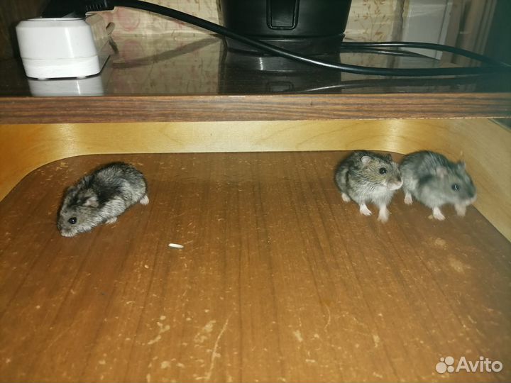 Джунгарский хомяк