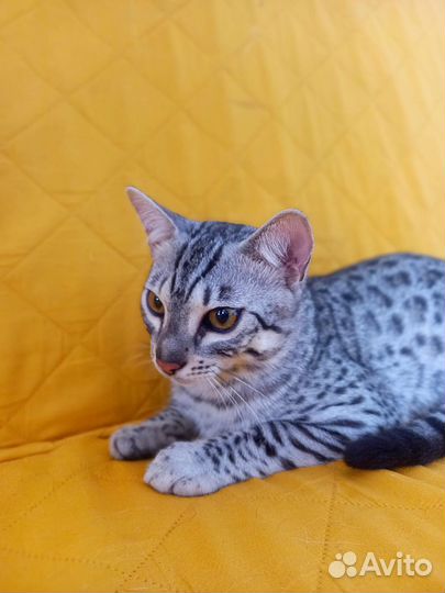 Бенгальский котенок серебро мальчик