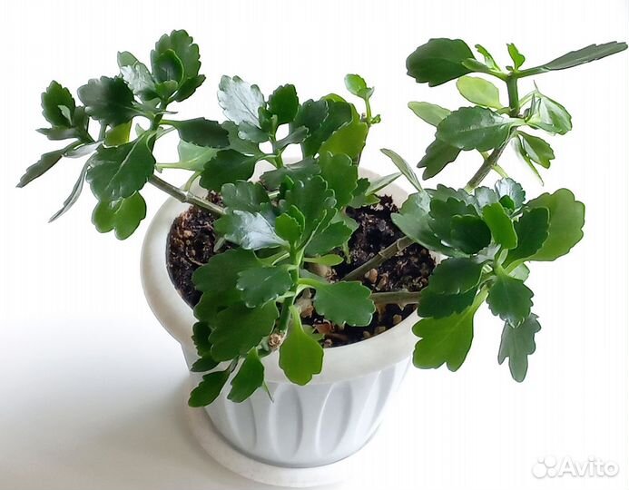 Каланхоэ цветущий