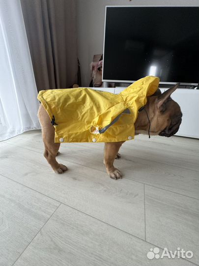 Плащ для собаки