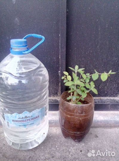 Жимолость душистая Стендиша