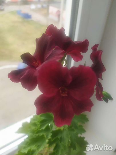 Пеларгония герань