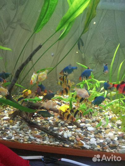 Меченосцы, барбусы, пецилии, растения