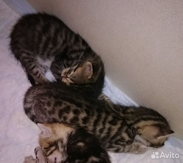 Бенгальские котята