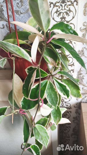 Хойя климсон