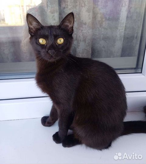 Кошечка в дар