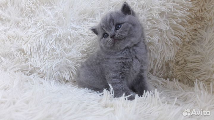 Британские котята