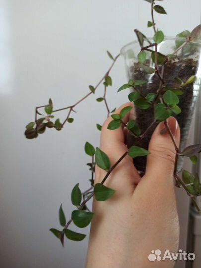 Каллизия ползучая